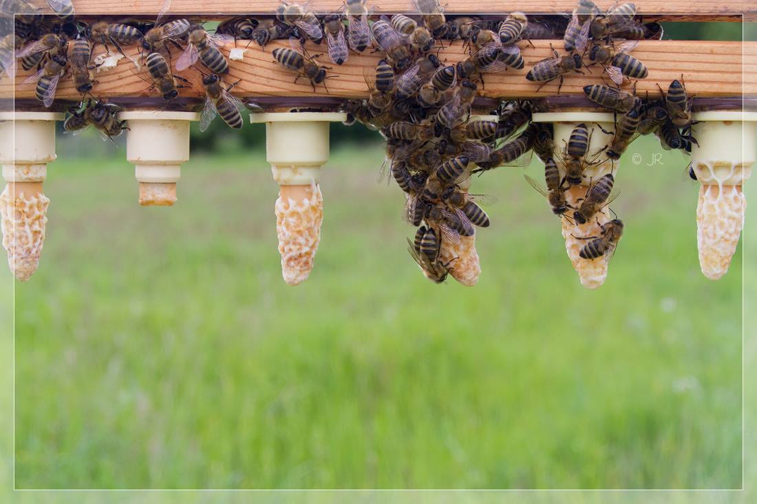 bienen-nicot-03.jpg